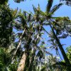 Australien Album